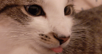 annick pet sitter à ST JULIEN SUR BIBOST 69690_1