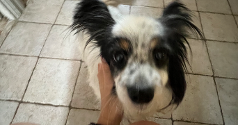 maellys pet sitter à VARCES ALLIERES ET RISSET 38760_8