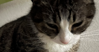 tasnim pet sitter à Marmande 47200_6