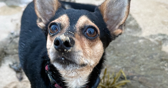 julia pet sitter à ABLON SUR SEINE 94480_1