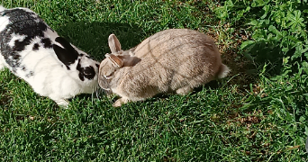 morgane pet sitter à SAUSHEIM 68390_13