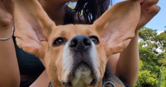 jessica pet sitter à Yutz 57970_2