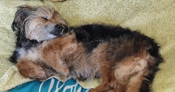 maureen pet sitter à CHASNE SUR ILLET 35250_2