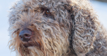 oceane pet sitter à BETTON 35830_1