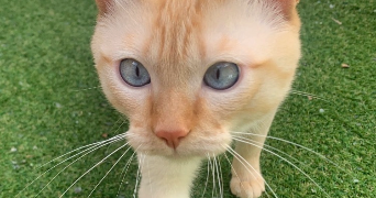 niema pet sitter à LYON 09 69009_6