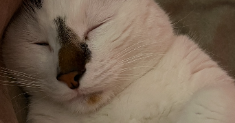 cloe pet sitter à ROUEN 76000_3