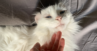 marion pet sitter à NEUILLY SUR MARNE 93330_2