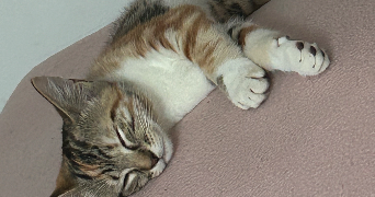 lorentzia pet sitter à EVRY COURCOURONNES 91000_2