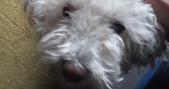 carine pet sitter à FEYZIN 69320_0