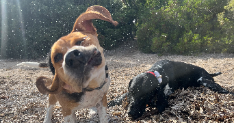 valentine pet sitter à Annecy le vieux 74940_2