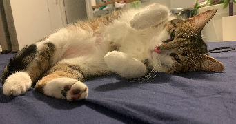 clara pet sitter à PARIS 09 75009_2