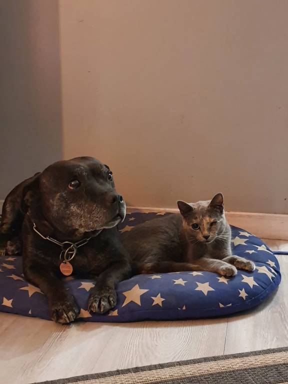 théana  pet sitter à La Côte-Saint-André 38260_0