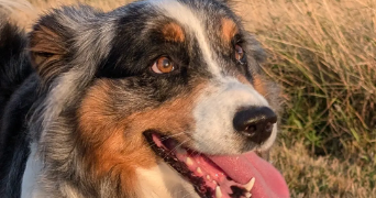 aurore pet sitter à TOULON 83000_1