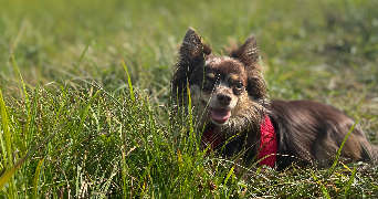 célia pet sitter à HAGUENAU 67500_7