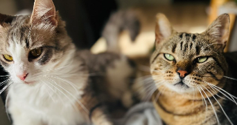 marion pet sitter à BORDEAUX 33800_2