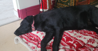 laetitia pet sitter à LYON 03 69003_1