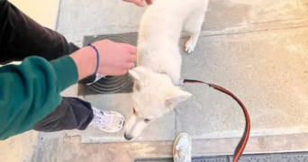 lea pet sitter à PARIS 18 75018_1