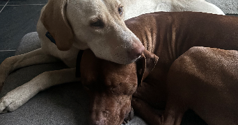 charline pet sitter à VILLEPARISIS 77270_4