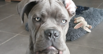 philippe pet sitter à MALLEMORT 13370_2