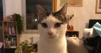 mathieu pet sitter à MONTBONNOT ST MARTIN 38330_2