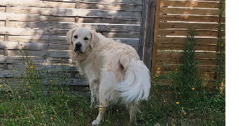 méli pet sitter à CHALLANS 85300_12