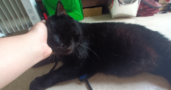 mathilde pet sitter à CLERMONT FERRAND 63000_8