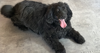 lola pet sitter à ABBEVILLE 80100_3