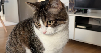 nour pet sitter à CHATENAY MALABRY 92290_1