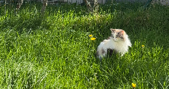 enora pet sitter à ST URBAIN 29800_5