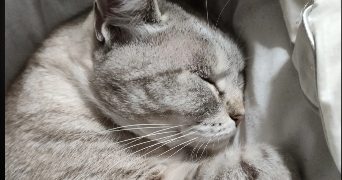 elvira pet sitter à ORMESSON SUR MARNE 94490_3