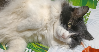 léna pet sitter à CORMERY 37320_6