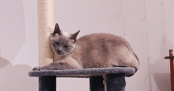 marie pet sitter à HERBITZHEIM 67260_1