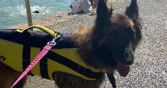 ysaline pet sitter à ANNECY 69007_3