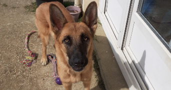 eléna dog sitter à LE HAVRE 76600_2