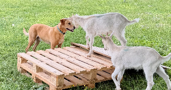 pauline pet sitter à CURZAY SUR VONNE 86600_7