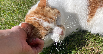 juliette pet sitter à Loperhet 29470_4
