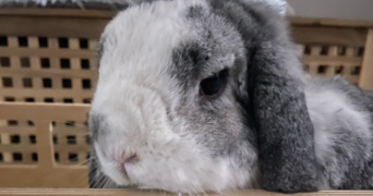 chevtchenko pet sitter à VALENSOLE 04210_4