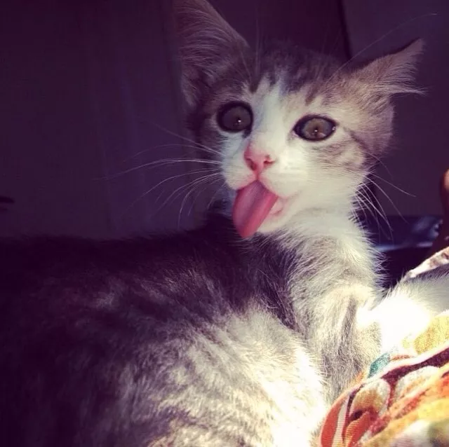 Céline pet sitter à Montpellier 34000