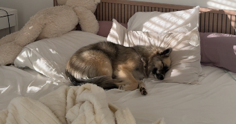 adeline pet sitter à TINQUEUX 51430_1