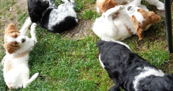 maëva  pet sitter à VALENCE 26000_2