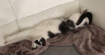 sophia pet sitter à YUTZ 57970_7