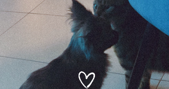 soumaya pet sitter à ST FONS 69190_4