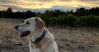 aurore dog sitter à ST SATURNIN LES APT 84490_2