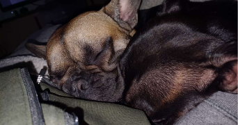 pierre pet sitter à DISSAY 86130_0