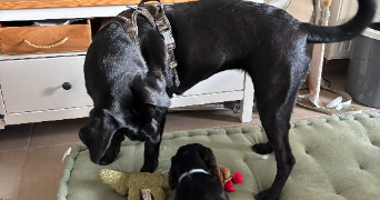 victoire pet sitter à TASSIN LA DEMI LUNE 69160_4