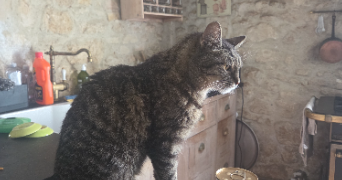 melissa pet sitter à LES AGEUX 60700_5