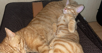 jérémie pet sitter à ASNIERES SUR SEINE 92600_6