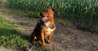 léa pet sitter à Varennes sur allier 03150_3
