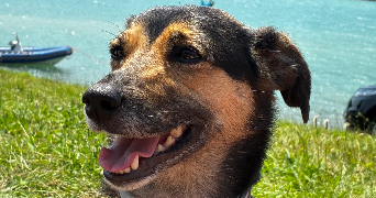 manon pet sitter à ST GENIS LAVAL 69230_1