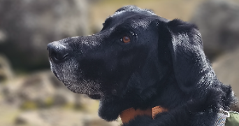 vanessa pet sitter à Saint-Brieuc 22000_6